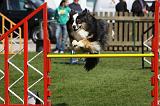 AGILITY - SAUT 017